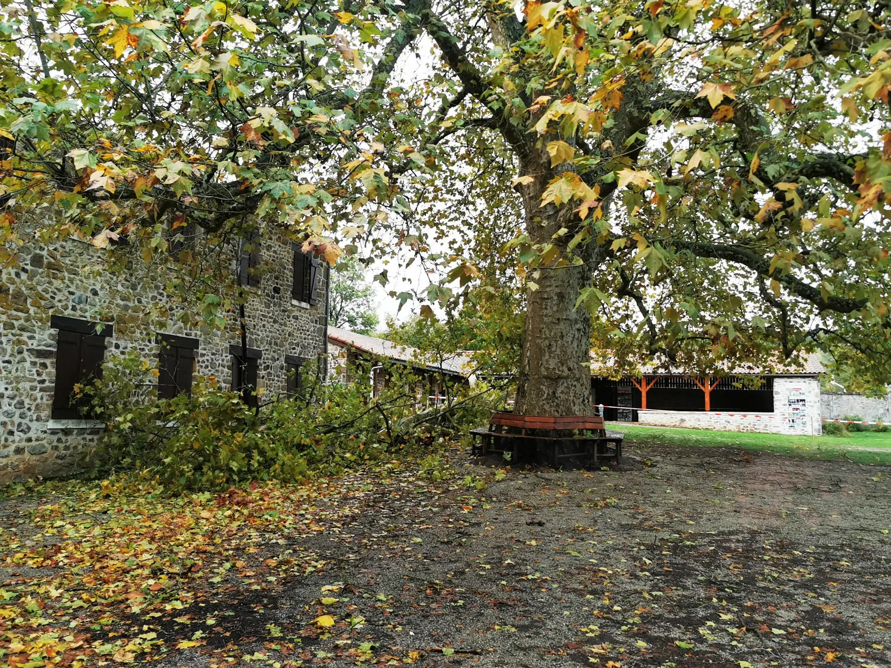 chambon arbre platane tempête benjamin